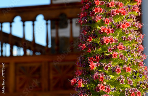 Tajinaste flowers or Echium wildpretii on a blurred typical canarian wooden balcony background in Vilaflor mountain village,Tenerife,Canary Islands,Spain.Selective focus. photo