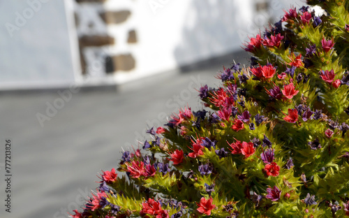 Tajinaste flowers or Echium wildpretii in Vilaflor mountain village,Tenerife,Canary Islands,Spain.
Selective focus. photo