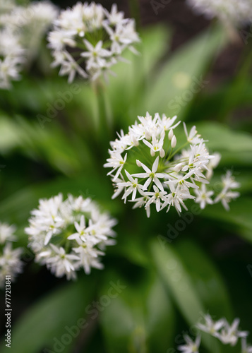 Beautiful blooming white flowers of  Ramson or wild garlic during flowering season.  Organic farming, healthy food, nature concept. (Allium ursinum)