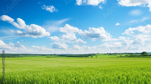 Landscape of grain field flower herb  under blue cloudy sky with sunshine