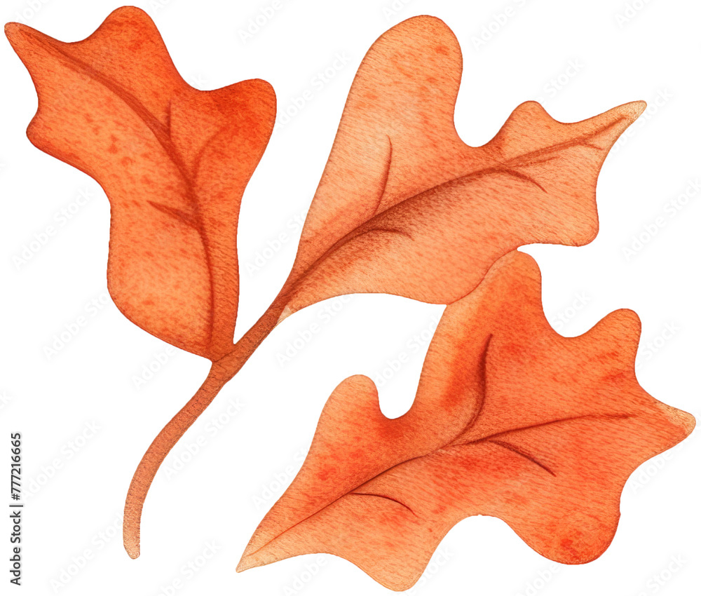 Obraz premium Cute watercolor oak leaves png clipart. Baby sticker printables. Perfect for baby clothing, textiles, fabrics