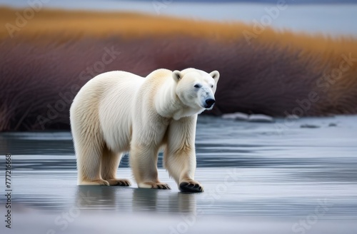 Polar bear in natural habitat close up