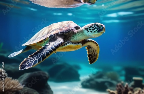 Turtle view underwater closeup in natural habitat