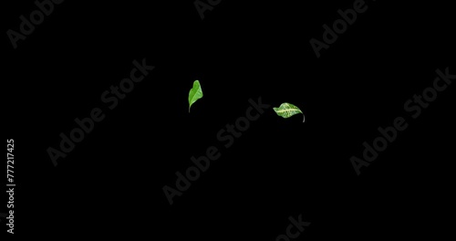 Yellow and Green leaves decorative wood flying with the wind slow motion isolated on black background