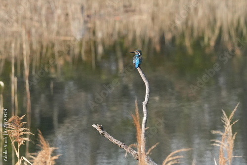 common kingfisher in a pond