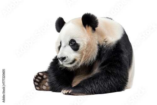 Panda Presentation isolated on transparent background