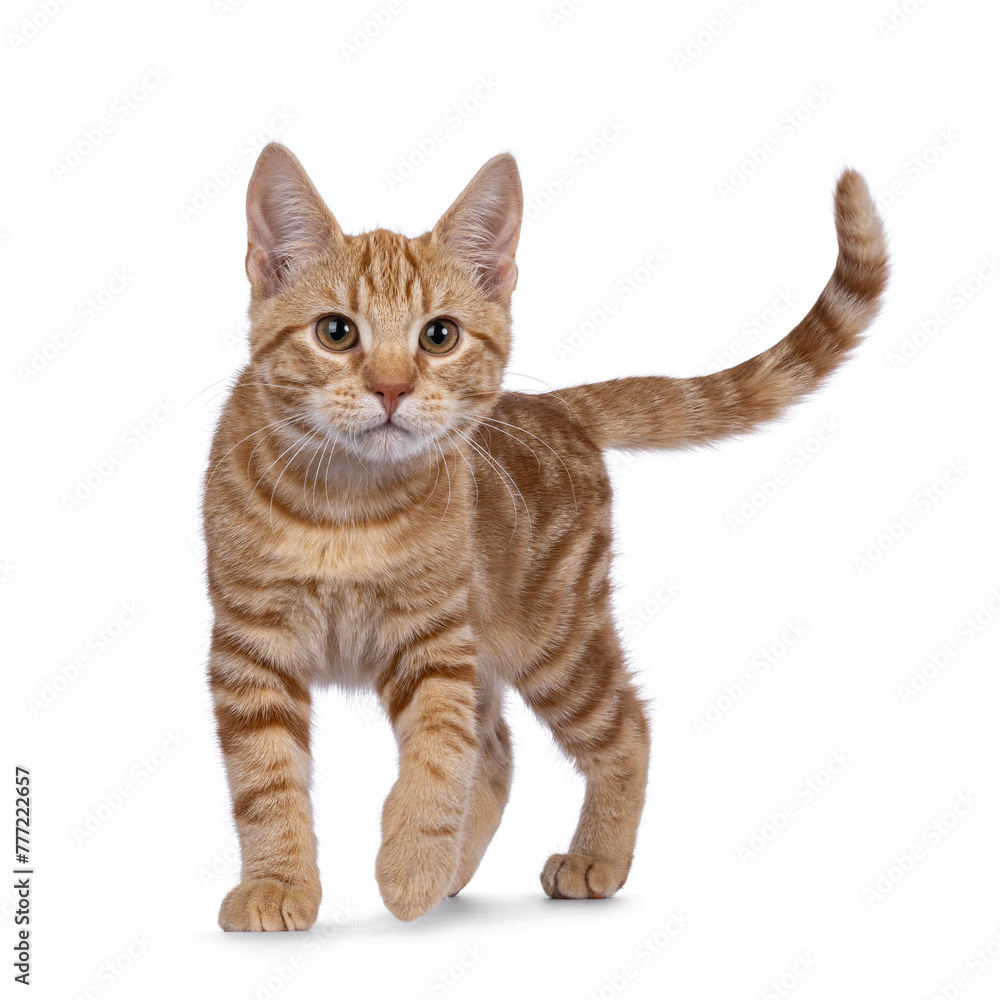 Adorable European Shorthair cat kitten, walking towards camera. Looking very focussed to towards camera. Isolated on a white background.