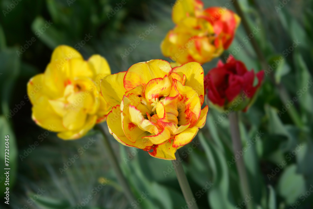 Tulip Sundowner flowers