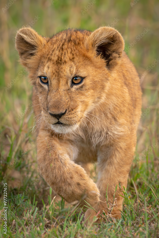 Lion cub crosses long grass lifting paw Lion cub crosses long grass lifting paw