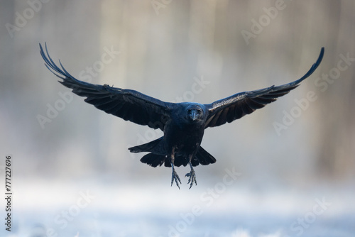 Bird beautiful flying raven Corvus corax North Poland Europe photo