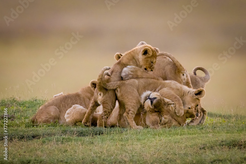 Lioness lies covered in cubs on savannah photo