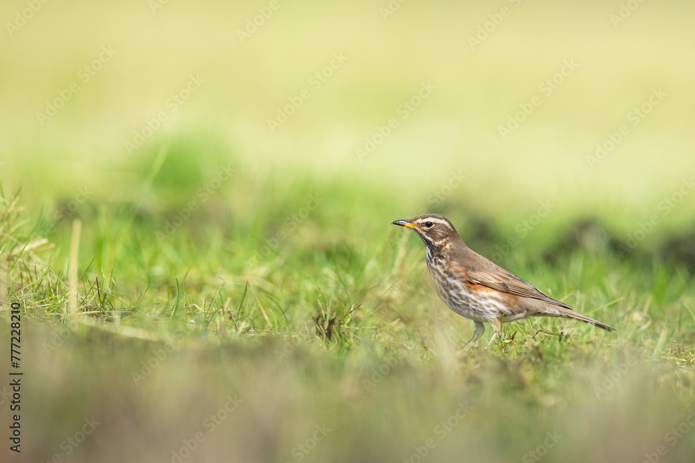 Bird - Redwing Turdus iliacus on the spring green meadow amazing light sunset sundown Bird - Redwing Turdus iliacus on the spring green meadow amazing light sunset sundown