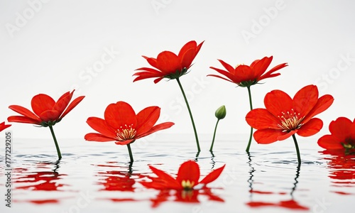 Red flowers in water on white backdrop