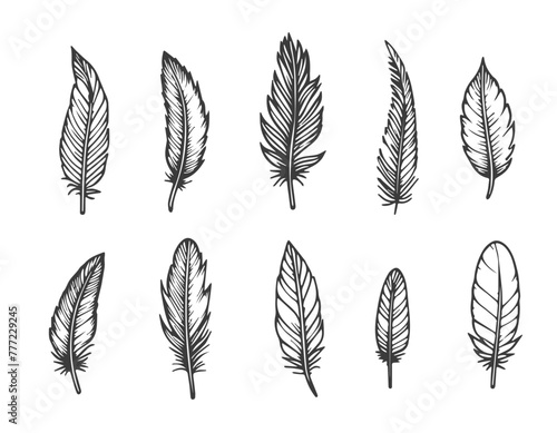 Vector illustration of doodle drawn feathers. Set on white background, isolate. Black line bird feathers, elements for design