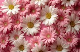 Circle of Pink and White Daisies on Pink Background Floral Arrangement for Spring Celebration