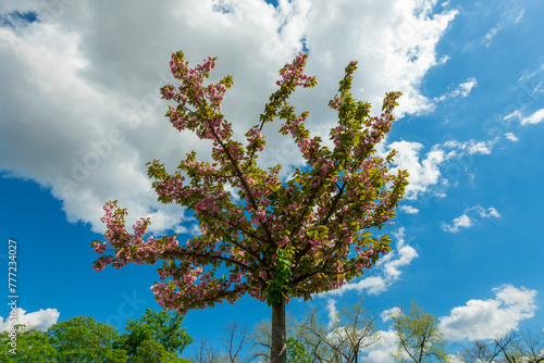 Beautiful spring tree background. Cherry tree  © Bojanikus