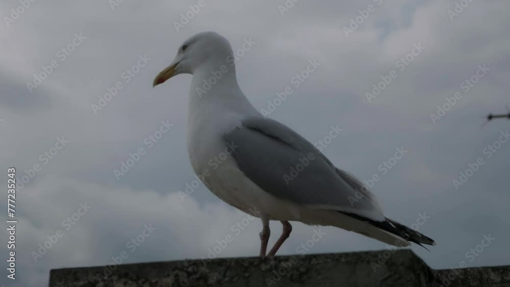 CU seagull, sea bird. UK coastline. East Coast seaside location. CU seagull, sea bird. UK coastline. East Coast seaside location.
