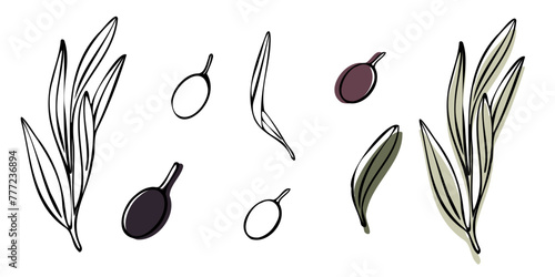 Vector olive tree branch with leaves and olives fruit. Hand painted outline floral illustration with color background for logo, package design, greetings, wallpapers, print, fabric.