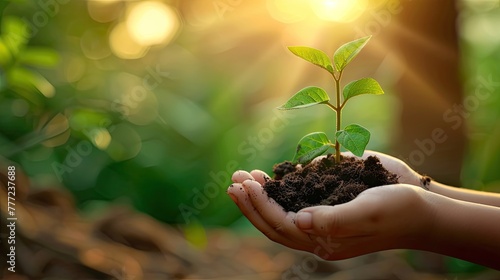 A close-up of hands holding a small sprout with soil, conveying care and environmental responsibility in a sun-drenched forest..