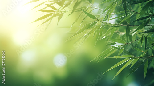 Blurred abstract sunlight background, frame of bright green bamboo leaves isolated on copy space © ma