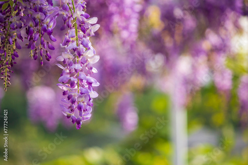 Dreamy wisteria flowers bloom along the fence