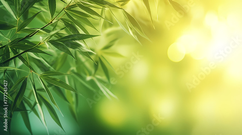 Blurred abstract sunlight background  frame of bright green bamboo leaves isolated on copy space