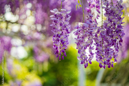 Dreamy wisteria flowers bloom along the fence