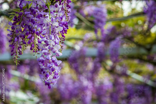 Dreamy wisteria flowers bloom along the fence