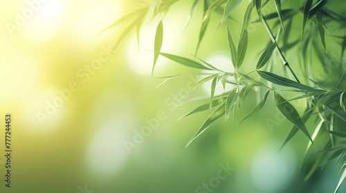 Blurred abstract sunlight background  frame of bright green bamboo leaves isolated on copy space