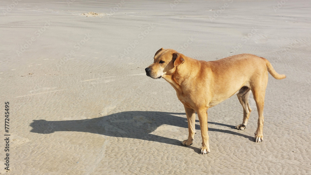 Dog on the beach in the morning, Dog on the beach in the morning,