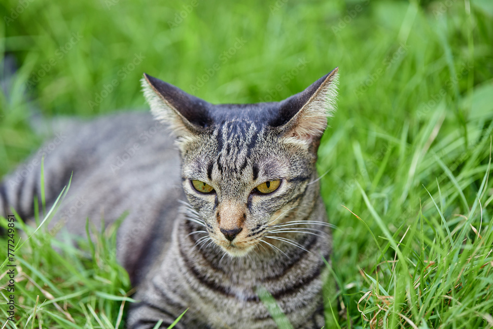 portrait of a tabby cat resting on grass portrait of a tabby cat resting on grass