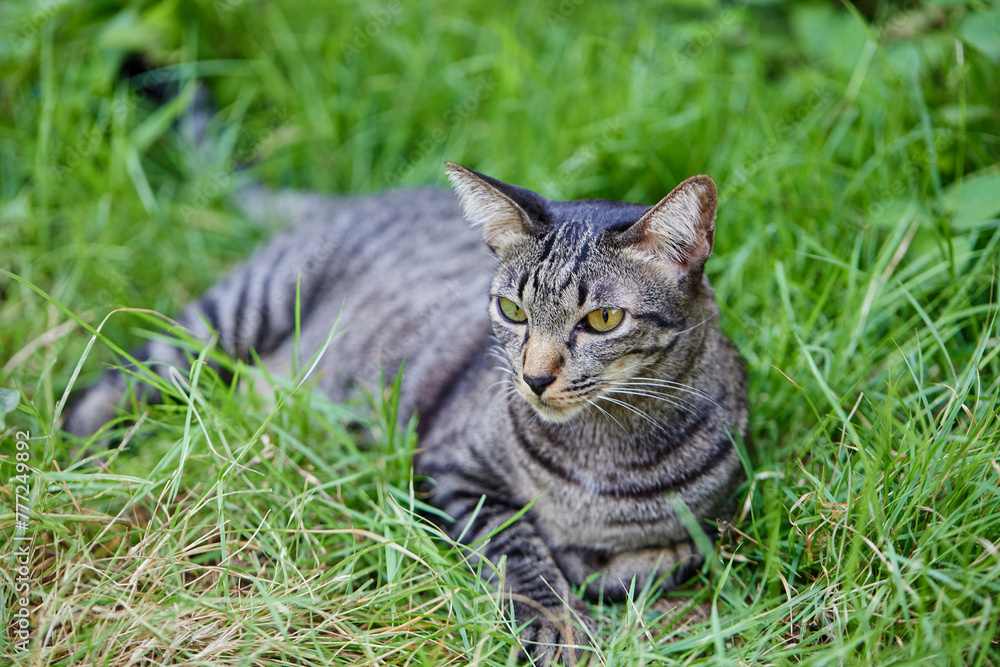 portrait of a tabby cat resting on grass