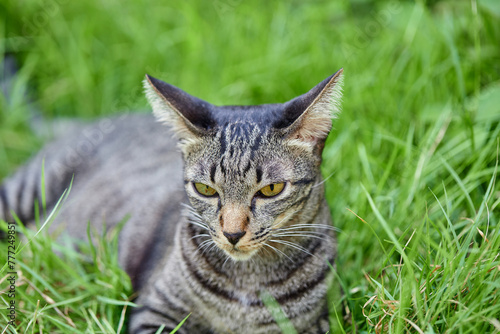 Wallpaper Mural portrait of a tabby cat resting on grass Torontodigital.ca