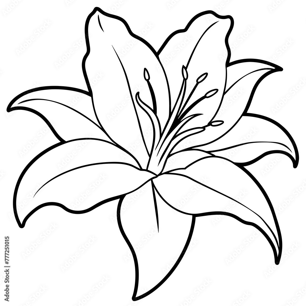 Fototapeta premium white lily flower - vector illustration