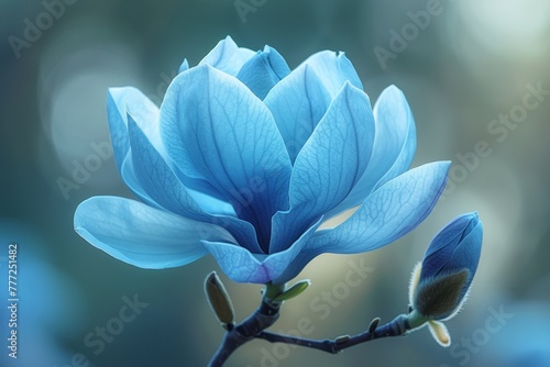 This stock photo captures a stunning blue magnolia in soft light photo