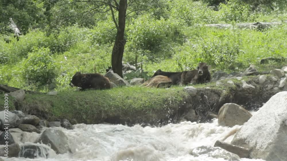 cows graze on wild forests in the mountains near river cows graze on wild forests in the mountains near river