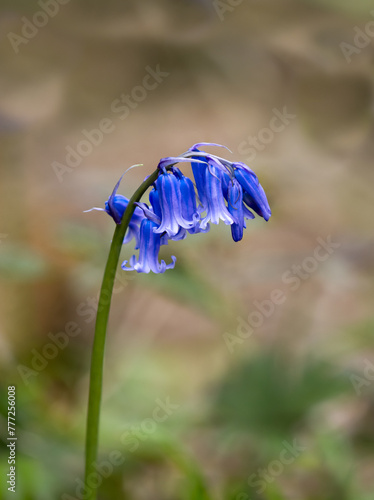 Wild flowers native Bluebells Hyacinthoides non-scripta in English Woodland