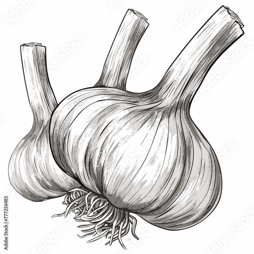 vector garlic on white background .Generative AI