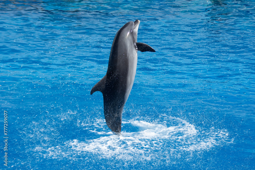 Obraz premium Atlantic Bottlenose Dolphin Jumping in Water - Playful Marine Wildlife Splash