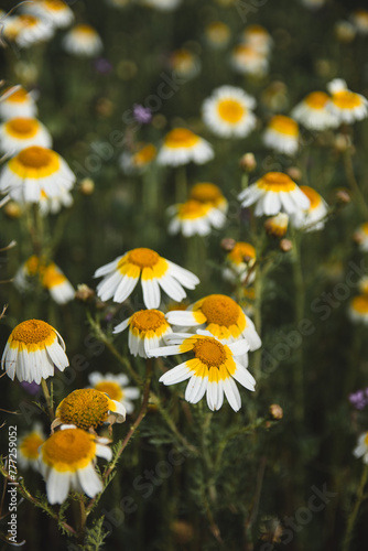 Field of Daisy flowers during Spring, white daisy flower background