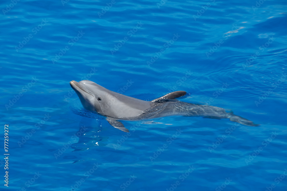 Naklejka premium Playful Atlantic Bottlenose Dolphin Swimming in Blue Waters swimming left