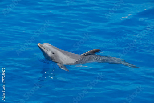 Playful Atlantic Bottlenose Dolphin Swimming in Blue Waters swimming left