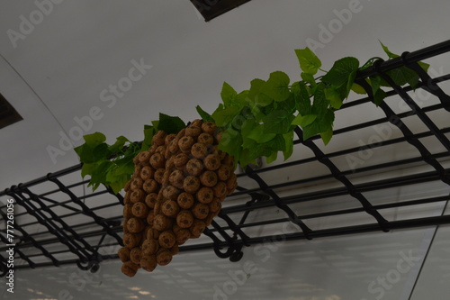 Cacho de uva feito de rolha photo