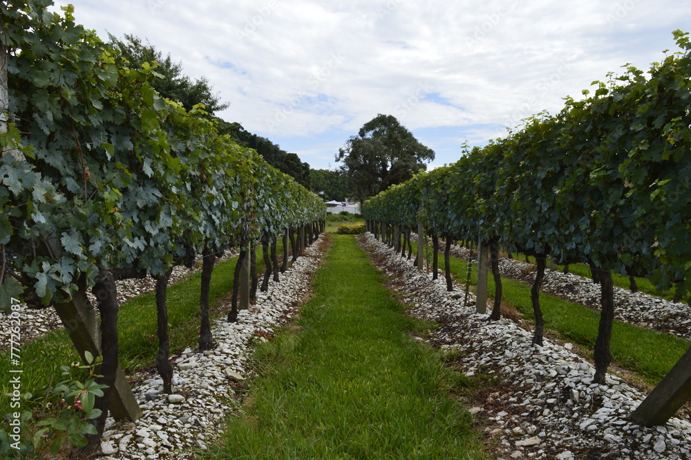 Fototapeta premium Parreiras em Bento Gonçalves no Vale dos vinhedos