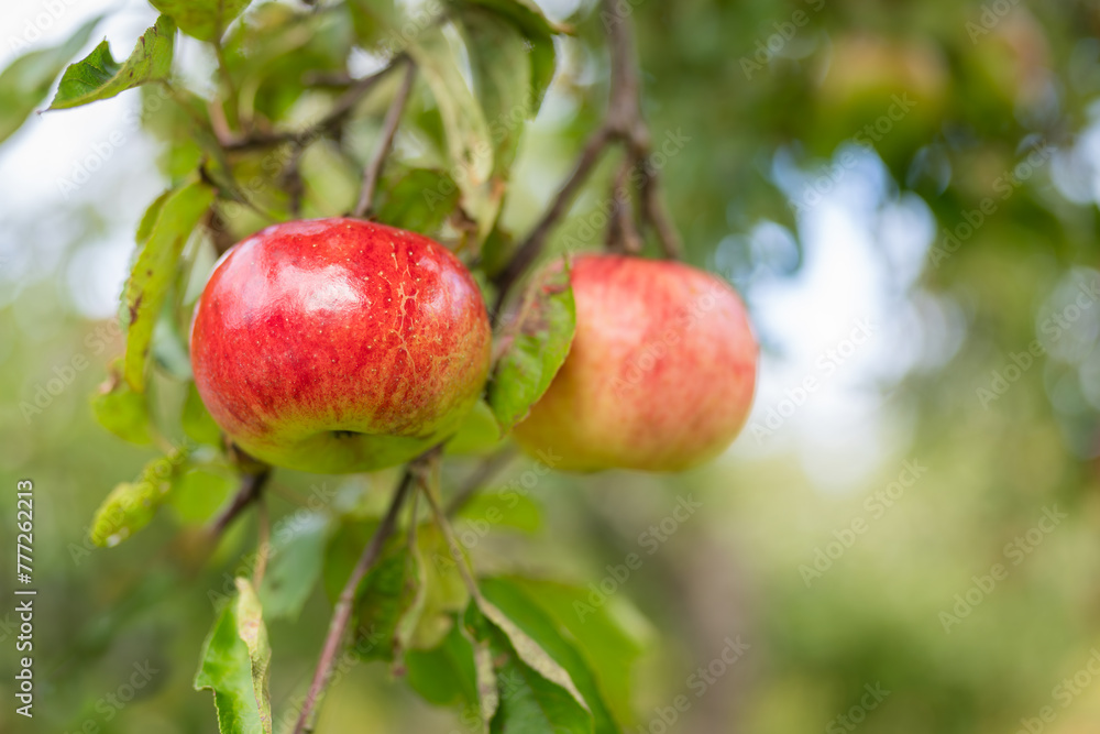 Backround with fresh organic red apples growing on branches with green leaves in fruiting garden. Close up of a unfocused background of red apple trees on a farm. Soft focus.
Backround with fresh organic red apples growing on branches with green leaves in fruiting garden. Close up of a unfocused background of red apple trees on a farm. Soft focus.