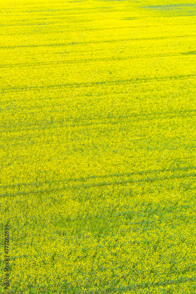 canola field flowering in spring seen from a drone in overhead view canola field flowering in spring seen from a drone in overhead view