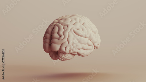 Brain human anatomy mind neutral backgrounds soft tones beige brown background quarter rear right view 3d illustration render digital rendering