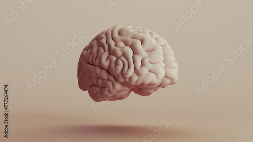 Brain human anatomy mind neutral backgrounds soft tones beige brown background quarter front right view 3d illustration render digital rendering