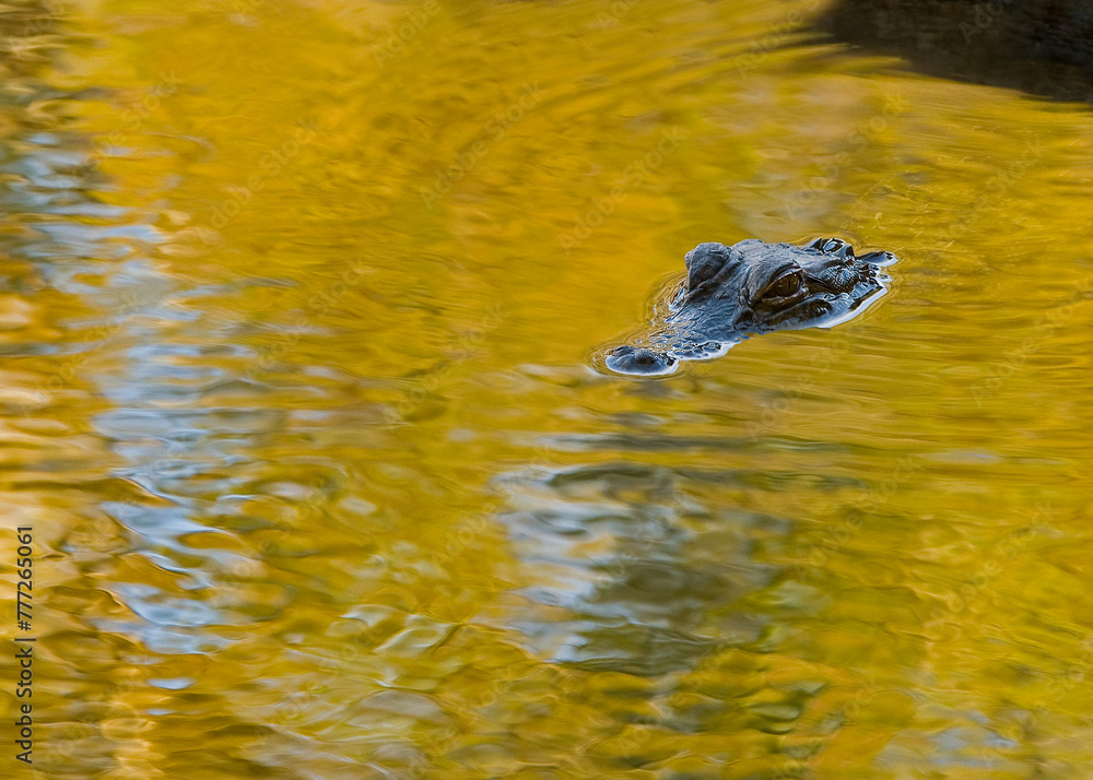 Obraz premium Submerged alligator peers out from a golden pool of sunlit water. Only his eyes, snout, and the top of his head are visible. Simple composition with room for copy.