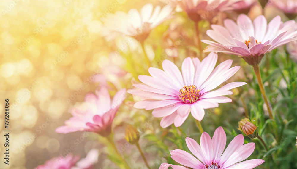 Floral backdrop with pink flowers Floral backdrop with pink flowers